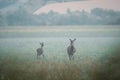 Female and young Red deer, cervus elaphus hidden in the summer morning fog Royalty Free Stock Photo