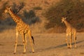 Female and young south african giraffe Giraffa camelopardalis giraffa is walking in the middle of dried river in the desert in Royalty Free Stock Photo