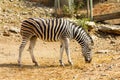 Female Zebra