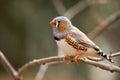 Female zebra finch Royalty Free Stock Photo