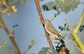 Female Zebra Finch with copy space Royalty Free Stock Photo