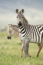 Female Zebra with Foal, Tanzania