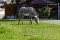 A female zebra grazes in the enclosure of the zoo