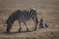 A female zebra and her dead (sleep) baby zebra Royalty Free Stock Photo