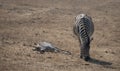 A female zebra and her dead (sleep) baby zebra Royalty Free Stock Photo