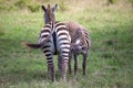 Zebra foal drinking Royalty Free Stock Photo