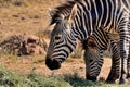 Female Zebra with young Royalty Free Stock Photo