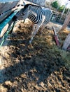 Zebra at zoo friendly