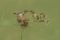 Female Zitting cisticola feeding her chick