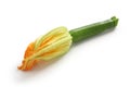 Female zucchini flower Royalty Free Stock Photo