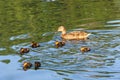 Female ÃÅallard duck ÃÂnas platyrhynchos swimming in the lake and her recently hatched ducklings