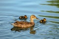 Female ÃÅallard duck ÃÂnas platyrhynchos swimming in the lake and her recently hatched ducklings