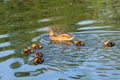 Female ÃÅallard duck ÃÂnas platyrhynchos swimming in the lake and her recently hatched ducklings