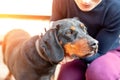 Femalel owner hugging with young german hunting terrier dog outdoors on bright sunny day. Purebred adorable Jagdterrier puppy Royalty Free Stock Photo