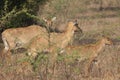 Females and calve of nilgai Boselaphus tragocamelus.