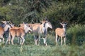 Females and calves of African antelopes and birds in the Bush Royalty Free Stock Photo