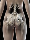 A females hip bone Royalty Free Stock Photo