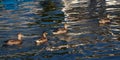 Females Mallard ducks in water Royalty Free Stock Photo