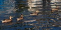 Females Mallard ducks in water Royalty Free Stock Photo