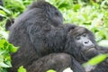 Females mountain gorilla Royalty Free Stock Photo