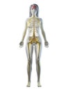 A females nervous system Royalty Free Stock Photo