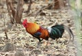 Females red jungle fowl Royalty Free Stock Photo