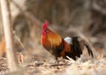 Females red jungle fowl Royalty Free Stock Photo