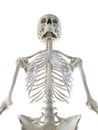 a females skeletal upper body