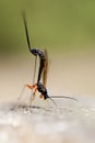 Females - wood wasp - oviposition Royalty Free Stock Photo