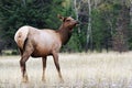 Feme Elk 2 Royalty Free Stock Photo