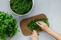 Femine hands chopping fresh green parsley and dill or fennel on cutting boar on gray wooden table. Top view. Copy space. Royalty Free Stock Photo