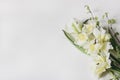 Feminine floral frame composition. Decorative web banner made of beautiful white and yellow tulips. Daffodils flowers