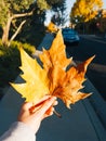 Feminine hand holding big yellow fall leaf with blurred street on the b