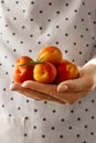 Feminine hands cook holding tasty fresh fruits apricots. Closeup Royalty Free Stock Photo