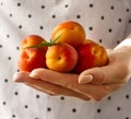 Feminine hands cook holding tasty fresh fruits apricots. Closeup Royalty Free Stock Photo