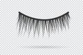 Feminine lashes vector. False eyelashes