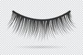 Feminine lashes vector. False eyelashes