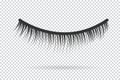 Feminine lashes vector. False eyelashes