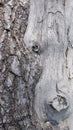 Feminine in Nature: Abstract Tree Trunk Royalty Free Stock Photo