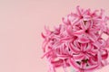 Top view of pink hyacinth with copy space for background. Royalty Free Stock Photo