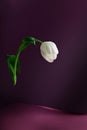 Feminism, fragility and loneliness: single tulip levitating over purple background in a ray of light Royalty Free Stock Photo