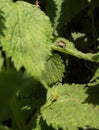 Female Jumping spider on ambush