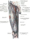 Femoral artery human anatomy