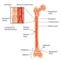 Femoral blood supply