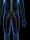The Femoral Nerve Royalty Free Stock Photo
