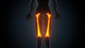male human skeleton femur muscle anatomy. 3d render Royalty Free Stock Photo