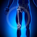 Femur - Anatomy Bones Royalty Free Stock Photo