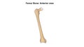 Femur Bone Anterior View Royalty Free Stock Photo