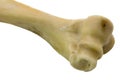 Femur bone of cow isolated on a white background