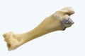 Femur bone of cow isolated on a white background